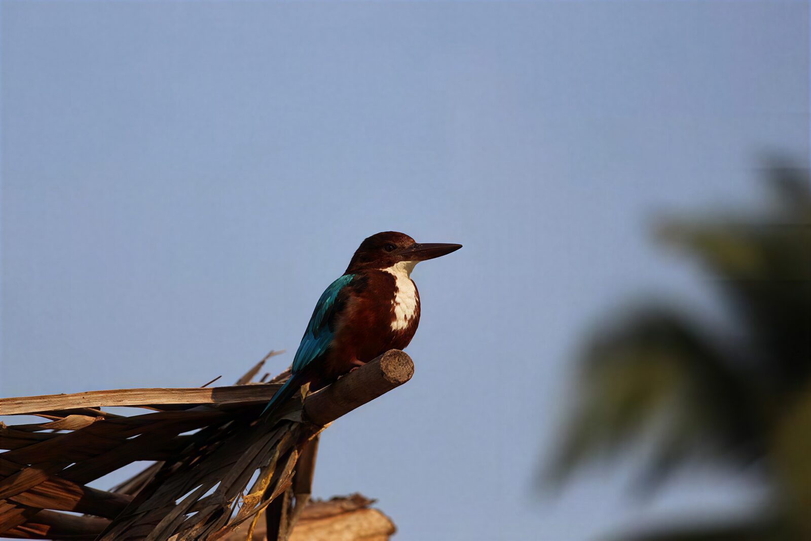 A kingfisher perched on a thatched roof at the resort